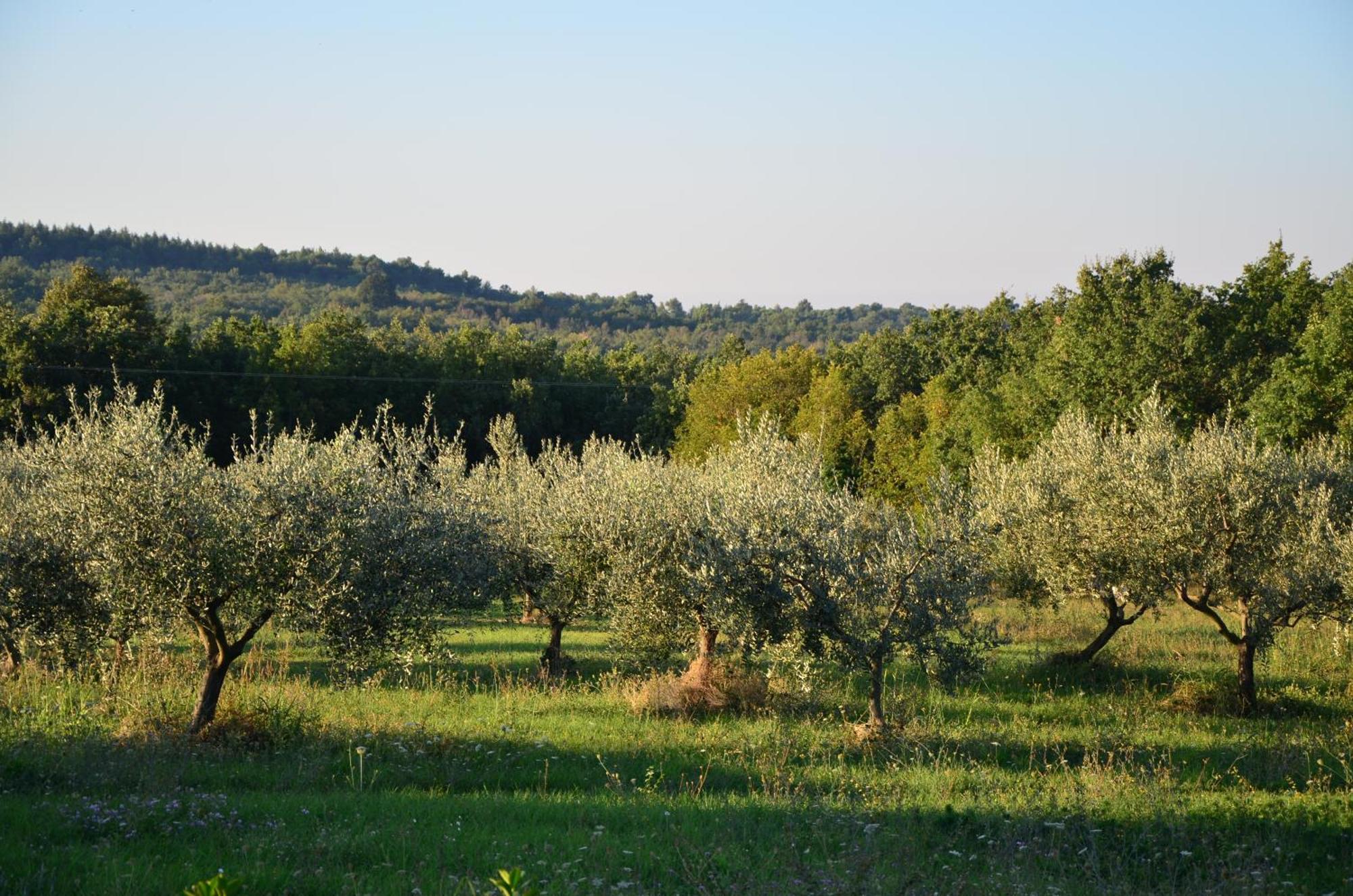 Villa Leopoldo By Istrian Country Houses Barat  Kültér fotó